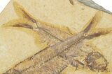 Pair Of Fossil Fish (Knightia) - Wyoming #320394-2
